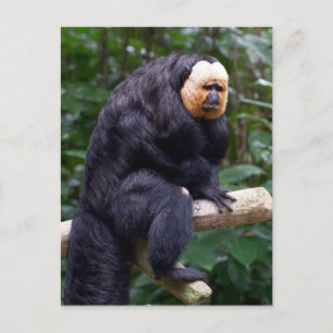 Carte postale de singe Saki face blanc