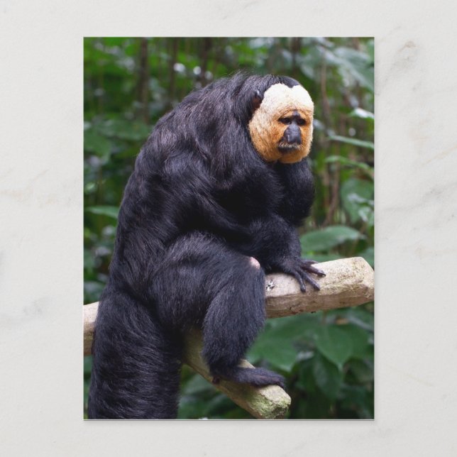 Carte postale de singe Saki face blanc (Devant)