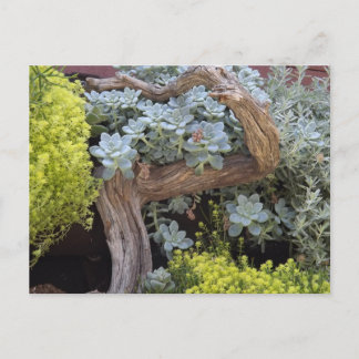 Carte postale de succulentes