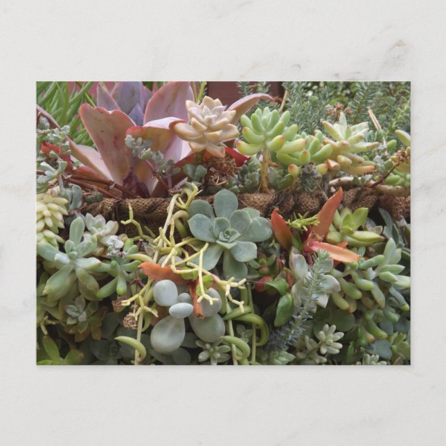 Carte postale de succulentes (Devant)