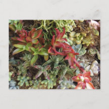 Carte postale de succulentes