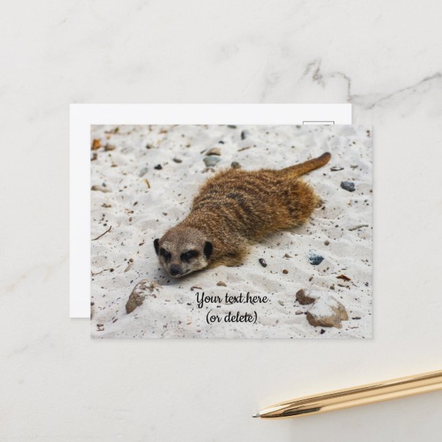 Carte postale de suricate décontracté (Devant/Arrière en situation)