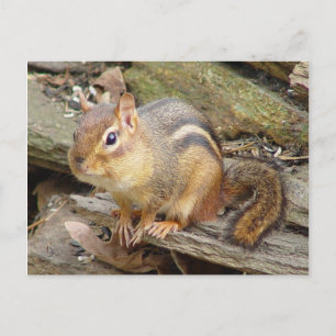 Carte postale de Tamia 2