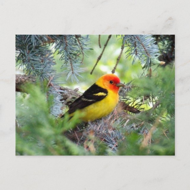 Carte postale de Tanager occidental (Devant)