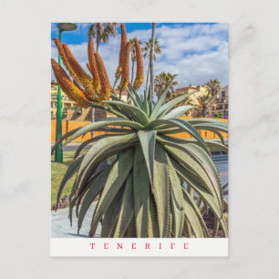 Carte postale de Tenerife Aloe Vera plante et fleu