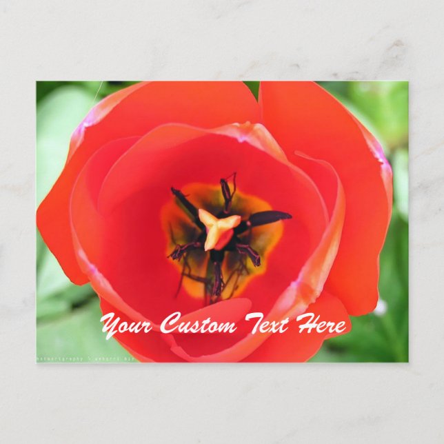Carte postale de texte personnalisé Fleur de macro (Devant)
