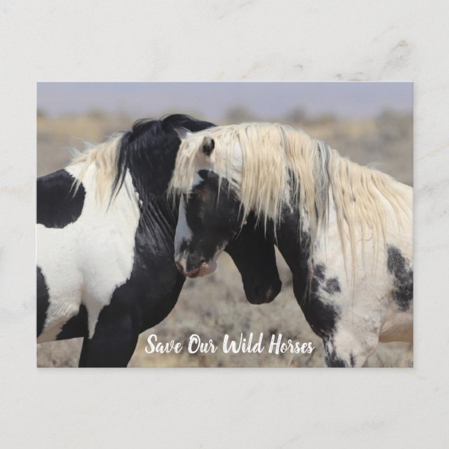 Carte postale de Thor McCullough Peaks Wild Horse (Devant)