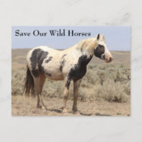 Carte postale de Thor McCullough Peaks Wild Horse