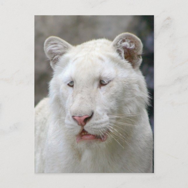 Carte postale de tigre blanc rare (Devant)