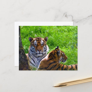 Carte postale de tigres de l'Amour
