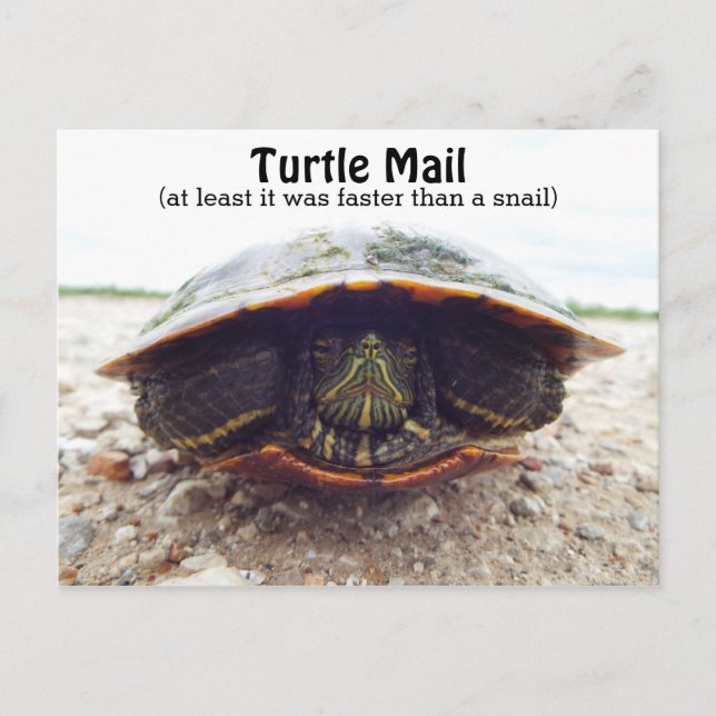 Carte postale de tortue (Devant)