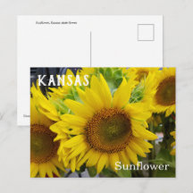 Carte postale de tournesol à fleurs de l'État du K