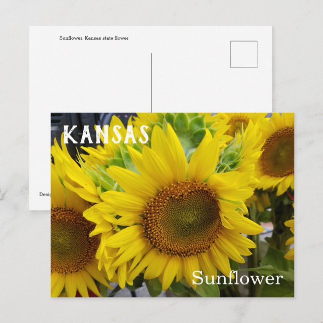 Carte postale de tournesol à fleurs de l'État du K (Devant / Derrière)