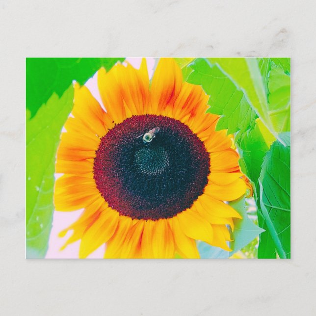 Carte postale de tournesol et d'abeille (Devant)