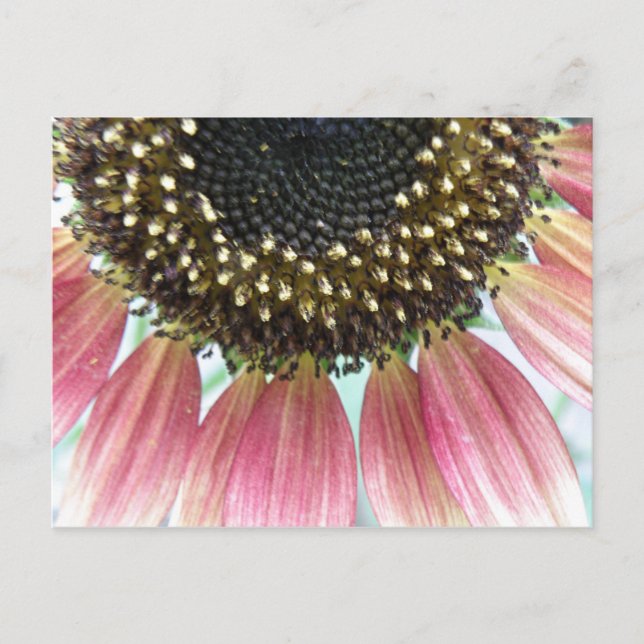 Carte postale de tournesol rose (Devant)