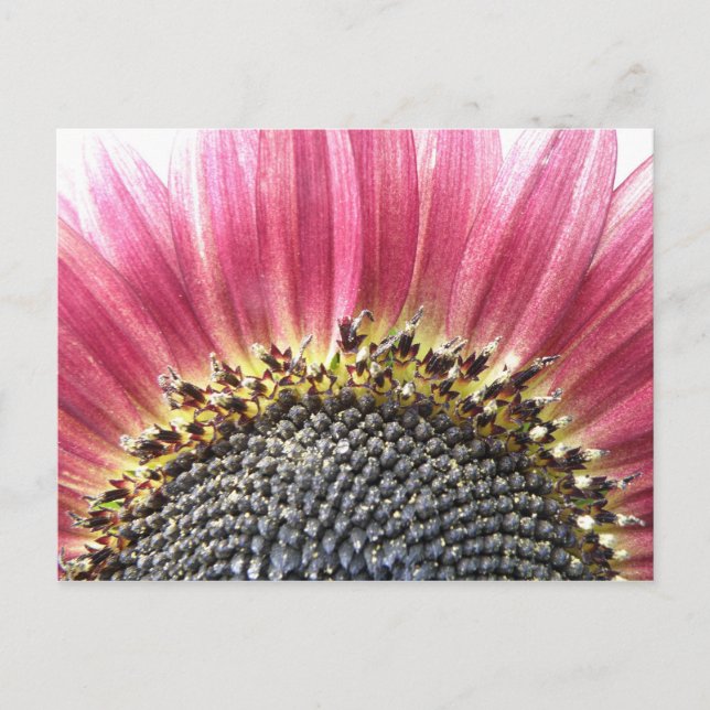 Carte postale de tournesol rose magnifique (Devant)
