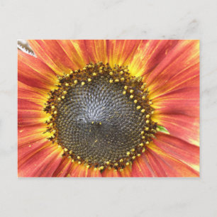 Carte postale de tournesol rouge et jaune