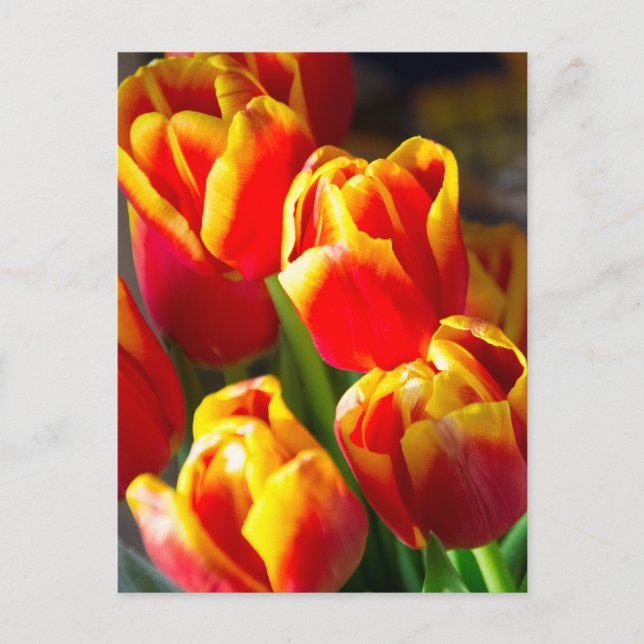 Carte postale de tulipes (Devant)