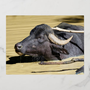 Carte Postale De Vacances En Aluminium Bison d'eau (Bubalus bubalis) nageant dans l'étang
