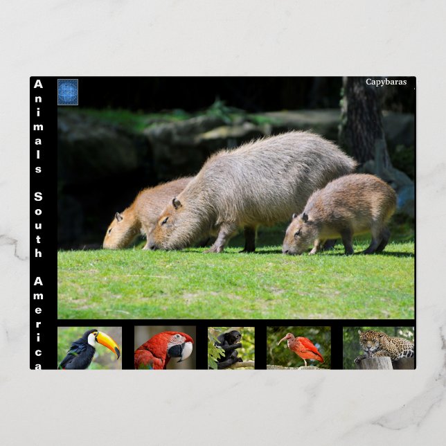 Carte Postale De Vacances En Aluminium Divers animaux d'Amérique du Sud (Recto)