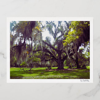 Carte Postale De Vacances En Aluminium Louisiana Oak Tree Postcard