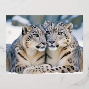 Carte Postale De Vacances En Aluminium Snow Leopard Animal Nature Animale Affection Faune