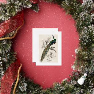 Carte Postale De Vacances En Aluminium Vintage Peacock Histoire naturelle Imprimer
