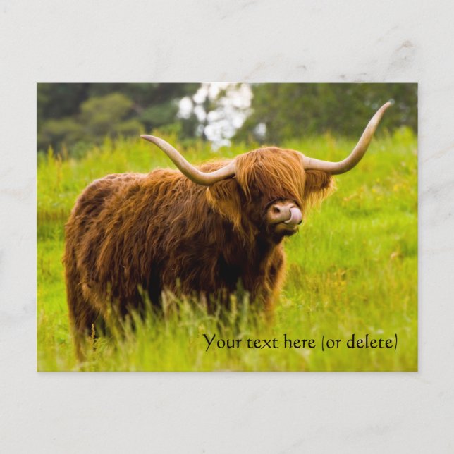 Carte postale de vache des Highlands (Devant)