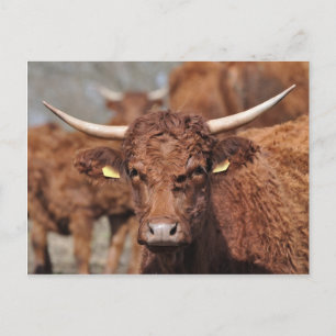 Carte postale de vache vendeuse