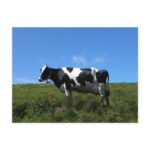 Carte postale de vaches heureuses