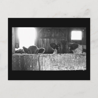 Carte postale de vaches surprises.