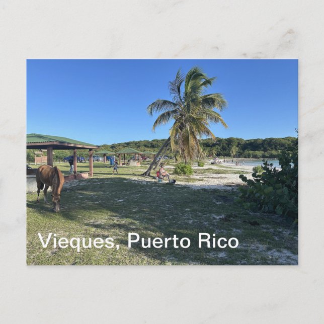 Carte postale de Vieques, Porto Rico (Devant)