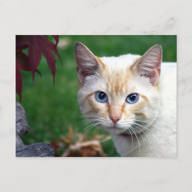 Carte postale de visage de chat siamois (Devant)