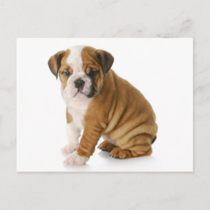 Carte postale de voeux blank Chien Chien Chien Chi