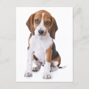 Carte postale de voeux de chien beagle