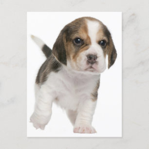 Carte postale de voeux de chien beagle