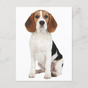 Carte postale de voeux de chien beagle