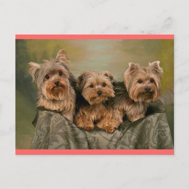 Carte postale de voeux de Chien-Chien-Chien-Coquel (Devant)