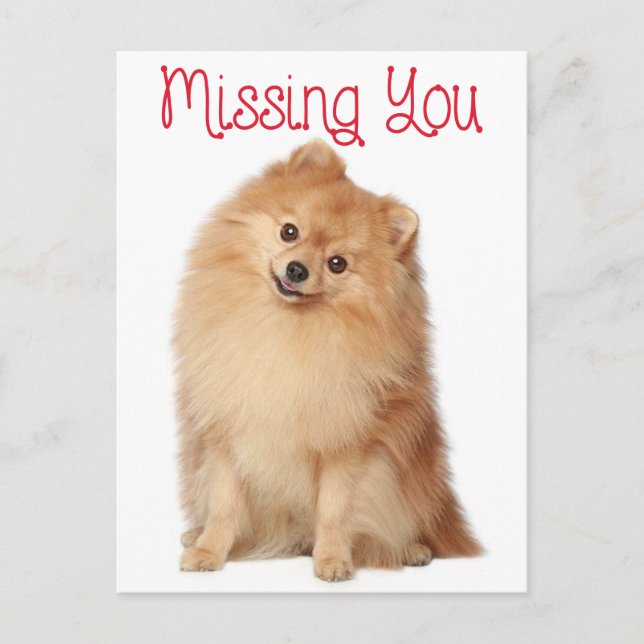 Carte postale de voeux de Chien Chien Chien Poméra (Devant)