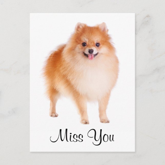 Carte postale de voeux de Chien Chien Chien Poméra (Devant)