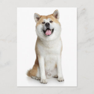 Carte postale de voeux pour chien chiot Shiba Inu