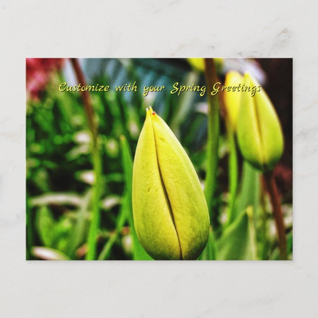Carte postale de vœux printaniers aux tulipes jaun (Devant)