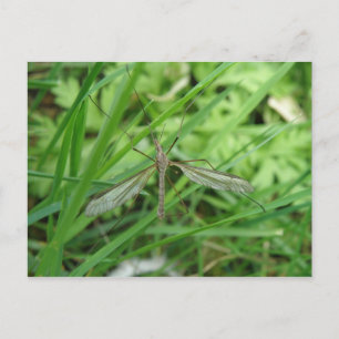 Carte postale de vol de grue