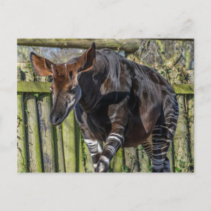 Carte postale de vue rapprochée d'un okapi
