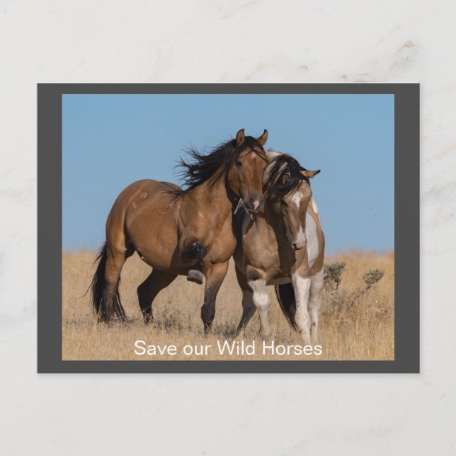 Carte postale de Wild Mustang (Devant)