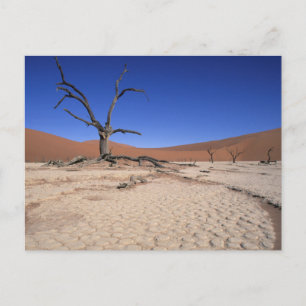 Carte Postale Dead Vlei, Sossusvlei, Parc national de Namib-Nauk