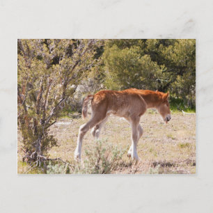 Carte Postale Début