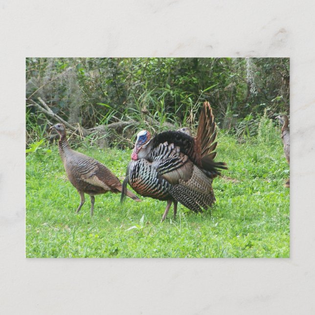 Carte Postale Déchets à West Lake Toho (Devant)
