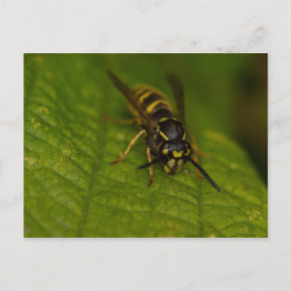 Carte Postale Déchets communs