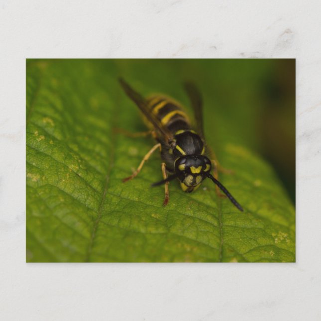 Carte Postale Déchets communs (Devant)